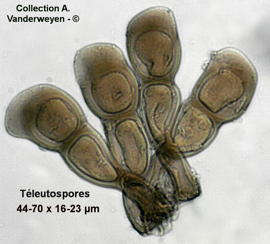 Puccinia urticata urticae-hirtae